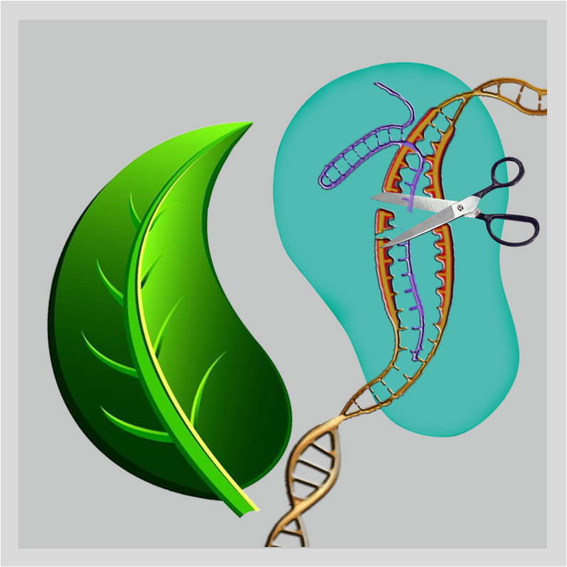 The International Conference Plant Genome Editing & Genome Engineering will cover the following research topics:
� Precision Genome Editing by TALEN, ZFN and others 
� CRISPR-CAS9: Revolution in Genome Editing & Engineering 
� Current CRISPR-CAS9 Technologies and Design 
� Applications of CRISPR-CAS9 in Plants 
� Genome Editing & Engineering for Crop Improvement 
� Genome Editing & Engineering: Regulatory Aspects